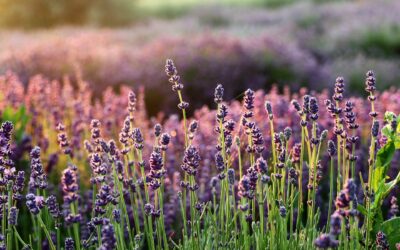 Sourcing the best ingredients