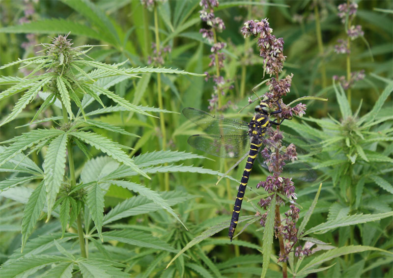 Ecological benefits of hemp Ecological benefits of hemp