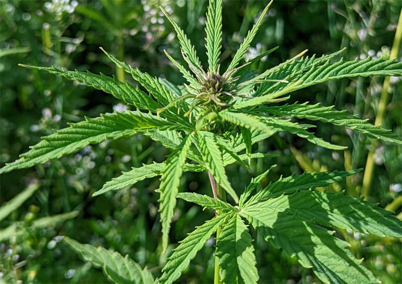 Health benefits of hemp