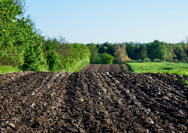 Hemp can improve soil quality, store carbon and aid with biodiversity Hemp can improve soil quality, store carbon and aid with biodiversity
